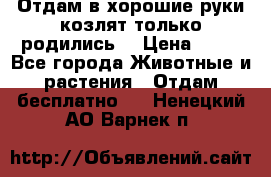 Отдам в хорошие руки козлят.только родились. › Цена ­ 20 - Все города Животные и растения » Отдам бесплатно   . Ненецкий АО,Варнек п.